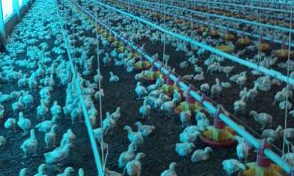 Sitio com granja de corte para venda na região de Paraiso do Tocantins-TO, infraestrutura completa e funcionando, área 16 hectares