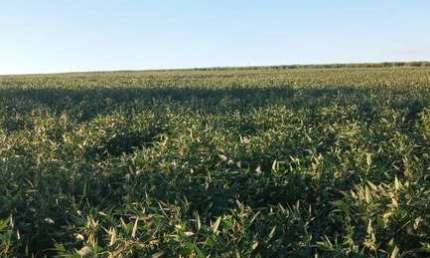 Sítio para venda na região de Birigui-SP com 22 alqueires atualmente na soja, planta 95%, 4 km da cidade