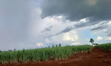 Sitio para venda na região de Ituverava-SP com 7 alqueires sendo 5 alqueires em cana arrendada, rica em agua, terra de cultura