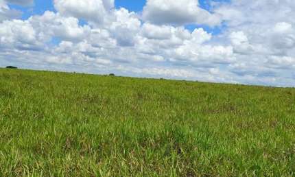 Fazenda dupla aptidao para venda na região de Jales-SP com 77 alqueires sendo 63 alqueires em cana arrendada