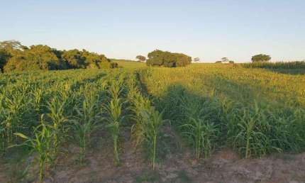 Sitio dupla aptidão para venda na região de jales-sp com 25,50 alqueires sedo 1 alqueires em cana arrendada, boa de benfeitorias, represa