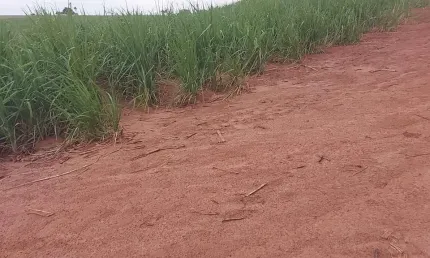 Sitio para venda na região de Jales-SP com 26 alqueires sendo 24 alqueirem em cana arrendada, beira do asfalto