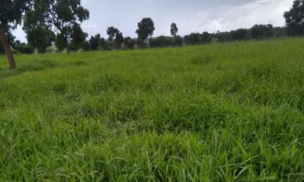 Fazenda para venda na região de Paranaiba-MS com 183 alqueires montada na pecuária, rica em agua e benfeitorias