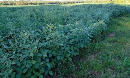 Fazenda para venda na região de Jardim -MS com 163 alqueires na lavoura de soja e milho, beira do asfalto, rica em agua, roda pivô