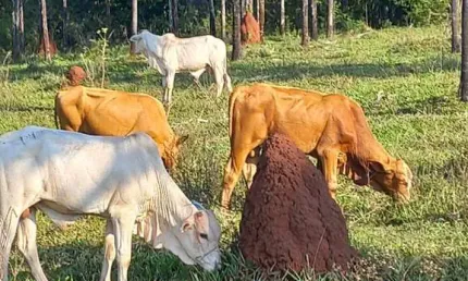 Fazenda para venda na região de inocencia-ms com 103 alqueires, na pecuária