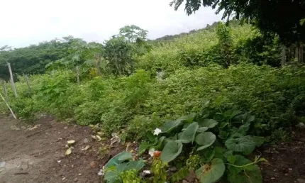 Fazenda bruta para venda na região de Gentio do Ouro-BA com 2.400 hectares, totalmente plana, poço artesiano, vicinal passa dentro da fazenda