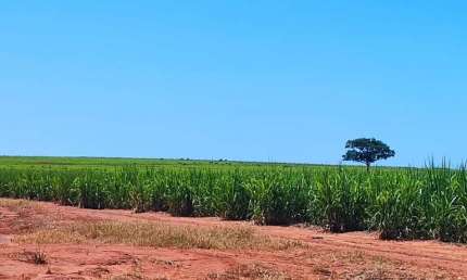 Fazenda para venda na região de Presidente Venceslau-SP com 95 alqueires sendo 70 alqueires em cana arrendada, benfeitorias