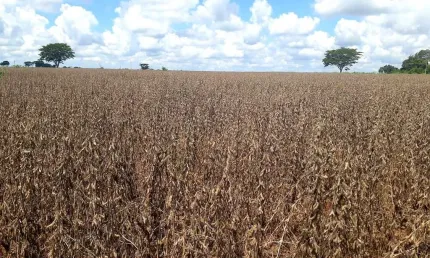 Fazenda para venda na região de Guarani D?Oeste-SP com 85 alqueires, aproveita 90% para plantio, cana e soja, fácil acesso