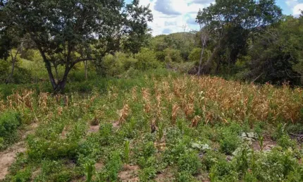 Fazenda para venda na região de Morpara-BA com 410 hectares, rica em agua, terra plana e argilosa, beira da rodovia