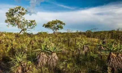 Fazenda bruta para na região de São Gonçalo do Gurgueia-PI com 830 hectares, ideal para garantia bancaria, pode abrir ate 500 hectares aproximadamente