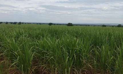 Linda fazenda para venda na região de Dracena-SP com 125 alqueires sendo 78 alqueires em cana arrendada, linda casa sede, rica em agua
