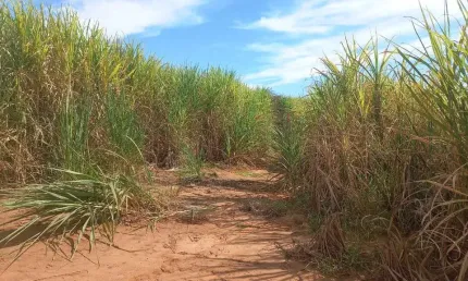 Sitio para venda em Gurinhata-MG com 15 alqueirao MG sendo 8 alqueirao em cana arrendada, restante em pasto