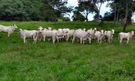 Fazenda na pecuária para venda na região de Juscimeira-MT com 2.490 hectares sendo 1.580 hectares abertos, ótima de benfeitorias