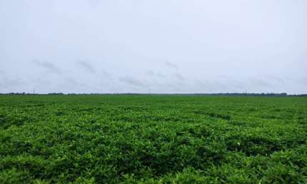Fazenda para venda na região de Porto Alegre do Norte-MT com 992 hectares sendo 590 hectares na soja, boa de benfeitorias e rica em agua