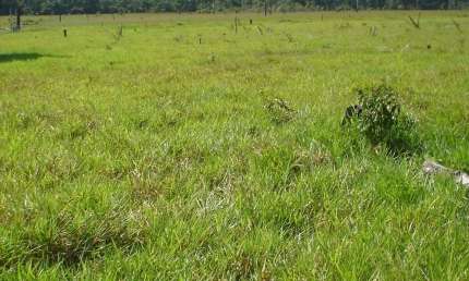 Fazenda dupla aptidão para venda na região de Colorado do Oeste-RO com 3.900 hectares sendo 1.900 hectares abertos, atual na pecuária, benfeitorias