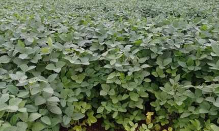 Fazenda dupla aptidao para venda em Tres Lagoas-MS com 182 alqueires na soja, benfeitorias e boa de agua
