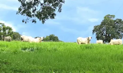 Fazenda dupla aptidão para venda em Campina Verde-MG com 222 hectares na pecuária, aproveita 75% para plantio
