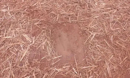 Sitio para venda na região de Ribeirão Preto-SP com 18 alqueires sendo 16 alqueires em cana arrendada, terra vermelha, boa de agua, beira da rodovia