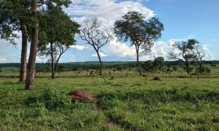 Fazenda para venda na região de Ituramas-MG com 145 hectares na pecuária, aproveita 80% para plantio, usinas tem interesse em arrendar