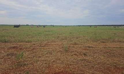 Fazenda dupla aptidão para venda na região de Selviria-MS com 245 alqueires, pecuária, roda pivô irrigação, rica em agua, porteira fechada