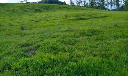 Fazenda na pecuária para venda na região de Torrinha-SP com 140 alqueires, benfeitorias e rica em agua