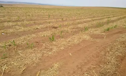 Fazenda para venda na região de brotas-sp com 128 alqueires sendo 110 alqueires em cana arrendada, rica em agua, rio na propriedade