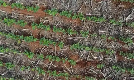 Fazenda dupla aptidao para venda na região de são jose do rio claro-mt com 710 hectares, sendo 450 hectares lavoura e o restante pastagem
