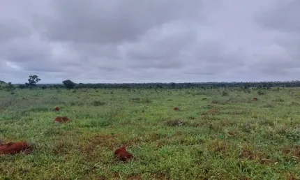 Fazenda grande extensão dupla aptidao a venda na região de Nova Nazare-MT com 33.000 hectares sendo 19.000 abertos, completa, rica em agua