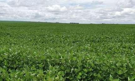 Fazenda para venda na região de Nova Mutum-MT com 3.195 hectares sendo 1.590 hectares abertos para lavoura, benfeitoriasm rica em agua, beira da pista
