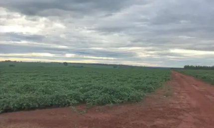 Fazenda na soja para venda na região de Iturama-MG com 182 hectares sendo 174 hectares na soja