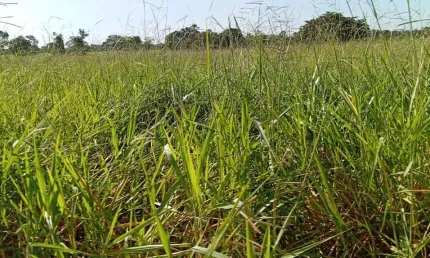 Sitio dupla aptidao para venda na regiao de Lagoa-Santa-GO com 30 alqueires na pecuária, rio na propriedade e benfeitorias