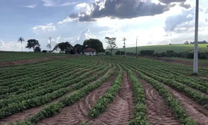 Ótimo sitio para venda na região de Taquaritinga-SP com 10,5 alqueires, aproveitamento lavoura 90%, bom de agua, benfeitorias
