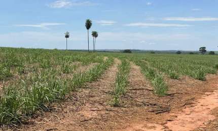 Fazenda para venda na região de Fernandopolis-SP com 158 alqueires sendo 111 alqueires em cana arrendada, beira da pista, rica em agua, rio na proprie
