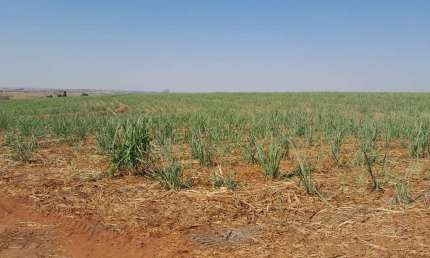 Fazenda para venda na região de Jales-SP com 40 alqueires sendo 30 alqueires em cana arrendada