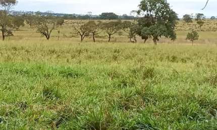 Fazenda dupla aptidao para venda na região de Cassilandia-MS com 112 alqueires, benfeitorias, rica em agua, região de muita chuva