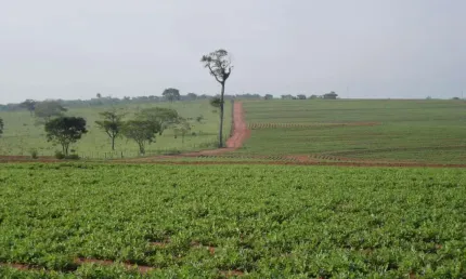 Fazenda para venda na região de Presidente Prudente-SP, com 340 alqueires em lavoura arrendada, aproveitamento 80%, muitas benfeitorias