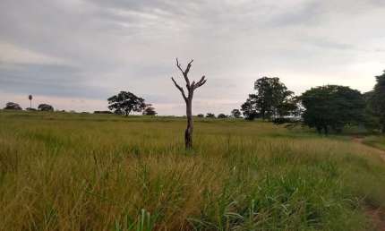 Sitio para venda na região de Jales-SP com 21 alqueires na pecuária, confinamento e benfeitorias