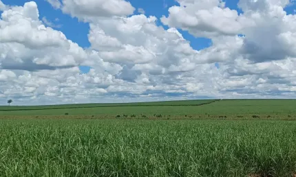 Fazenda para venda na região de andradina-sp com 148 alqueires sendo 124 alqueires em cana arrendada, próxima do asfalto e da usina