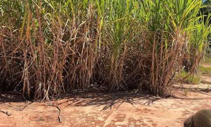 Fazenda para venda na região de Araçatuba-SP com 46 alqueires sendo 39 alqueires em cana arrendada, próxima de 4 Usinas
