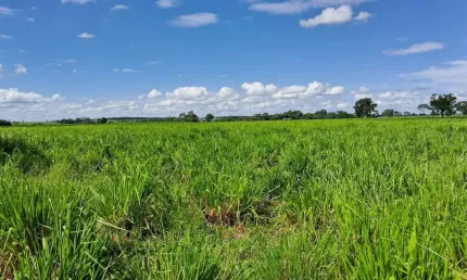 Fazenda dupla aptidao para venda na região de mira estrela-sp com 42 alqueires sendo 38 alqueires agricultáveis, atual na pecuária, com benfeitorias