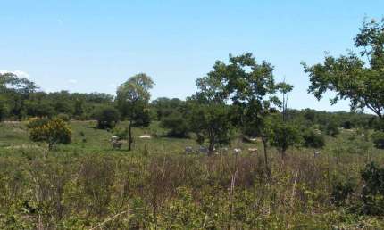 Fazenda dupla aptidão para venda em Santa Rita de Cassia-BA com 520 hectares sendo 400 hectares abertos, beira do asfalto, atual na pecuária