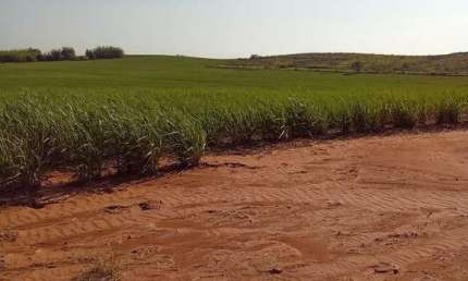 Fazenda dupla aptidão para venda na região de Cafelandia-SP com 169 alqueires sendo 128 alqueires em cana arrendada, mais pastagem, benfeitorias, beir