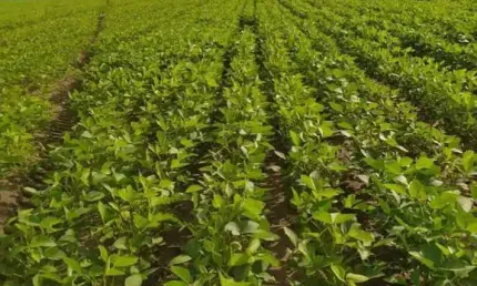 Fazenda dupla aptidão para venda na região de Morpara-BA com 2.390 hectares sendo 500 hectares abertos, porteira fechada, rica em agua, roda pivô