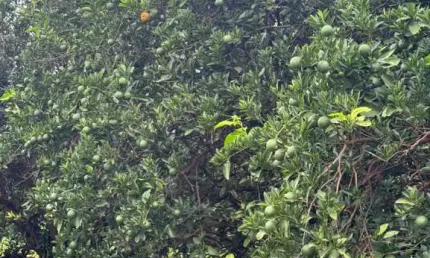 Fazenda de Citrus para venda na região de Votuporanga-SP com 390 alqueires, benfeitorias e irrigação quase em toda fazenda