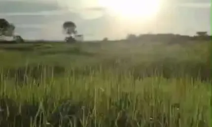 Fazenda dupla aptidao para venda na região de cariri do tocantins-to com 998 hectares, toda aberta, excelente argila e benfeitorias