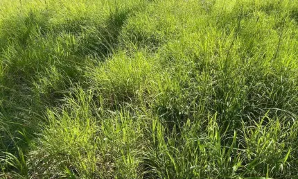 Fazenda para venda na região de Centenario-TO com 4.950 hectares em pastagem, rica em agua, benfeitorias