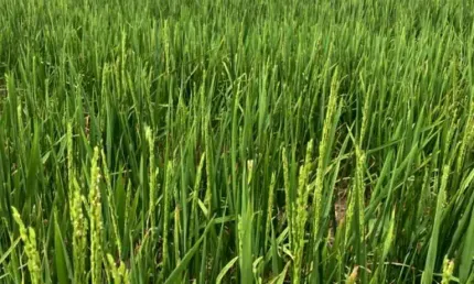 Fazenda alto padrão para venda na região de Sebastiao Leal-PI com 2.700 hectares sendo 1.800 hectares agricultáveis, ótima logística e excelentes benf