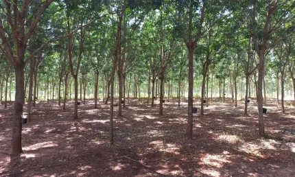 Sitio para venda na região de Votuporanga-SP, com 24 alqueires todo em seringueira, casa sede muito boa, rio na propriedade, lago com peixes