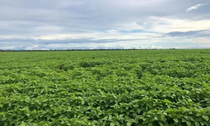 Fazenda para venda na região de Porto Alegre do Norte-MT, com 39.000 hectares, produção de soja, milho e trigo, muitas benfeitorias, pista de pouso