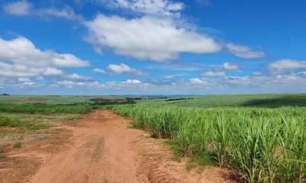 Fazenda para venda na região de Jales-SP, com 240 alqueires sendo 186 alqueires em cana arrendada mais pastagem